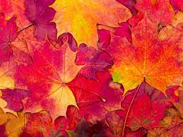 Test Fall Product